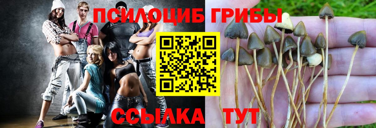 Псилоцибиновые грибы GOLDEN TEACHER  Вход с VPN  Дмитров  Галлюциногенные грибы прущие грибы 